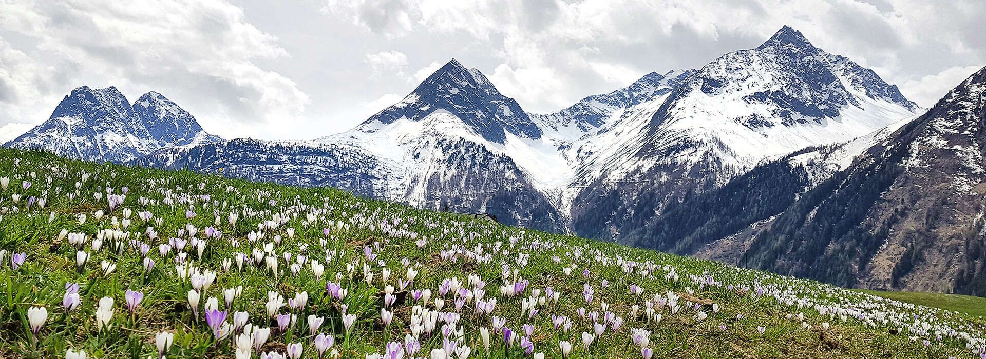 Ötztal Bergkette mit Blumenwiese